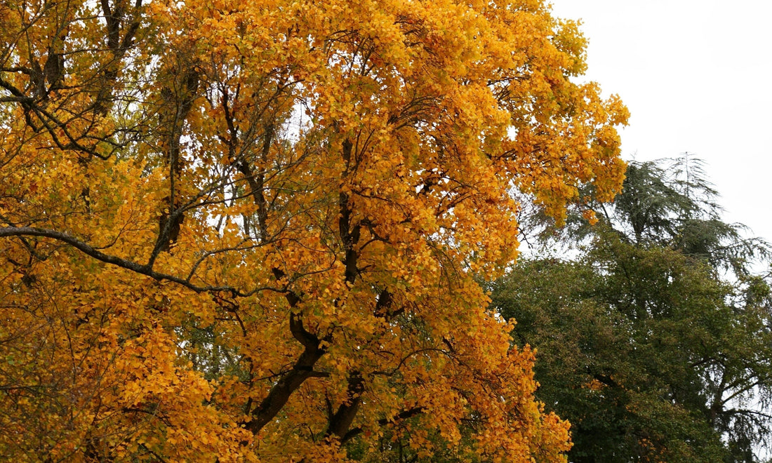 THE FALL RESET: 5 SKINCARE TIPS FOR FALL