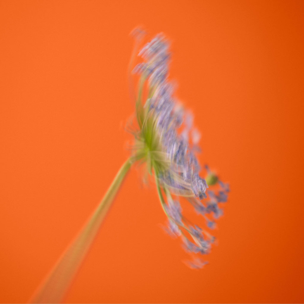 BIENNALE Fragrance Nuori 