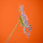 BIENNALE Fragrance Nuori 