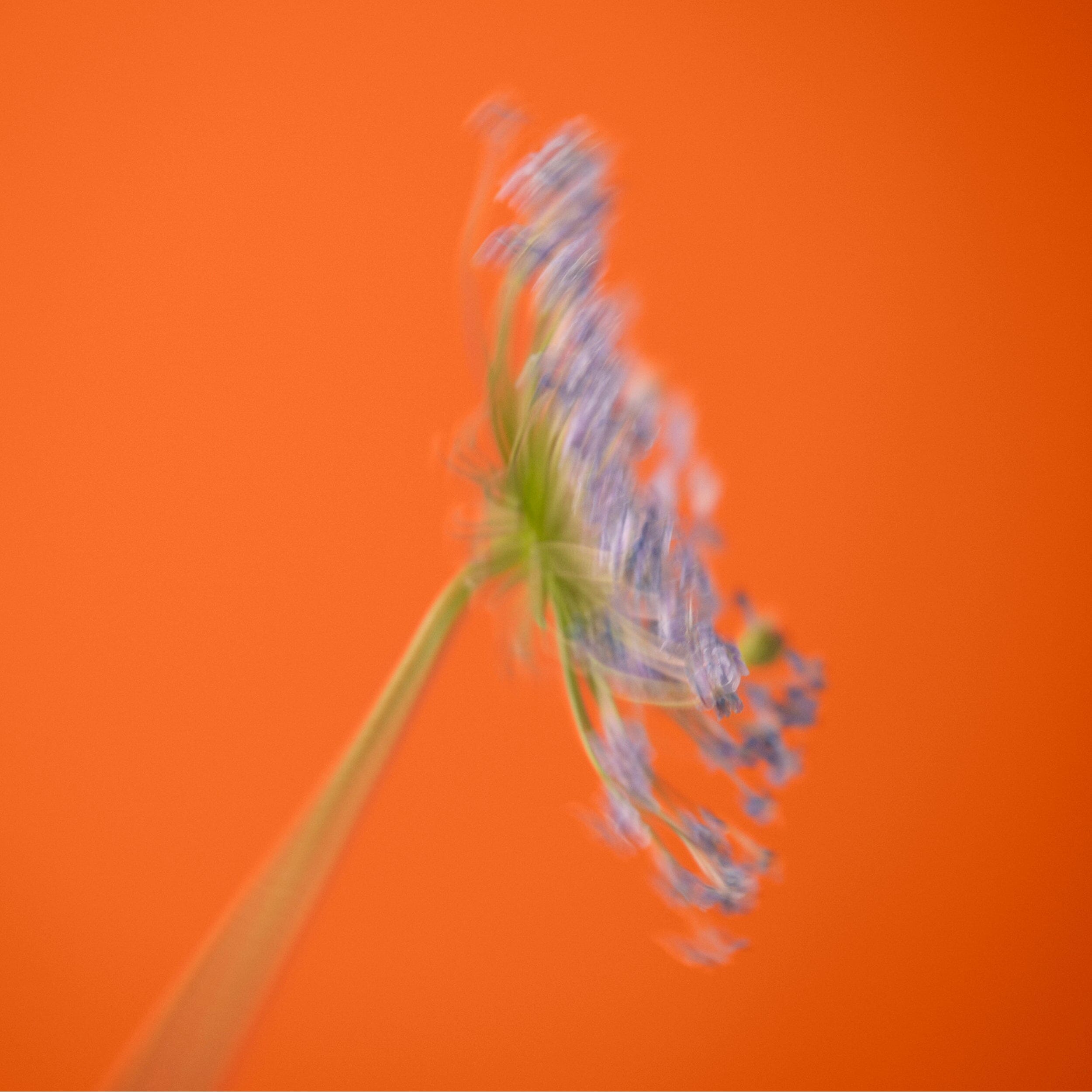 BIENNALE Fragrance Nuori 