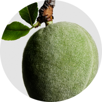 Sweet Almond Oil