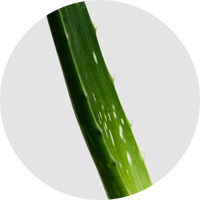 Aloe Vera Leaf Juice