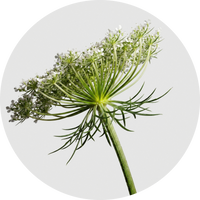 Carrot Seed Oil