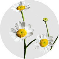 Chamomile Flower Extract