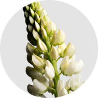 CO₂LLAGENEER® Bio