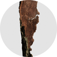 French Maritime Pine Bark Extract